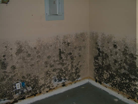 Mold Removal in Anaheim CA
