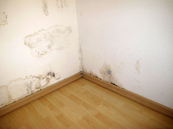 Mold Removal in San Clemente CA