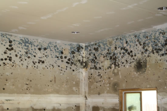 Mold Removal in Twin Peaks CA