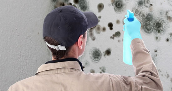 Mold Removal in Sierra Madre CA