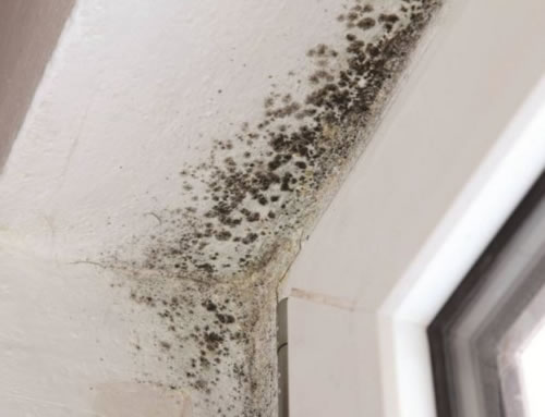 Mold Removal in Temple City CA