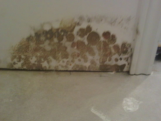 Mold Removal in Valyermo CA
