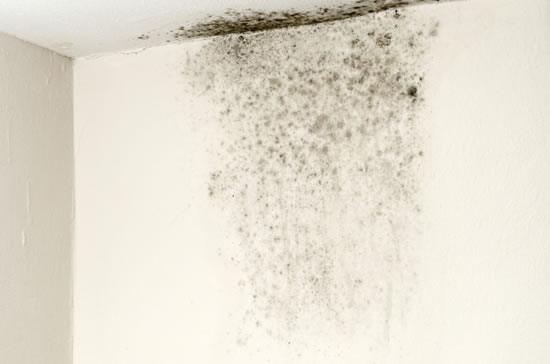 Mold Removal in Whittier CA