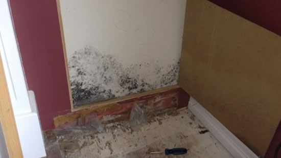 Mold Removal in Homeland CA