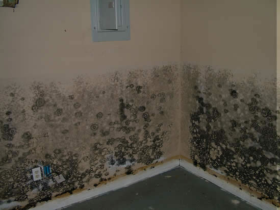 Mold Removal in South Gate CA